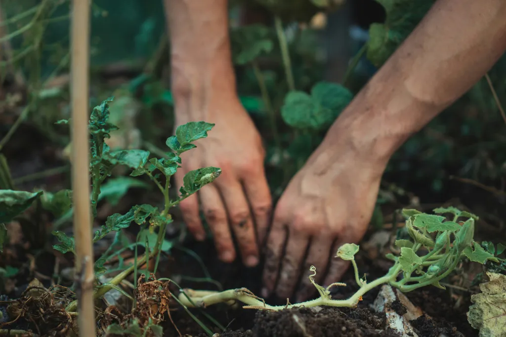 Mãos plantando